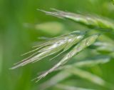 Bromus japonicus