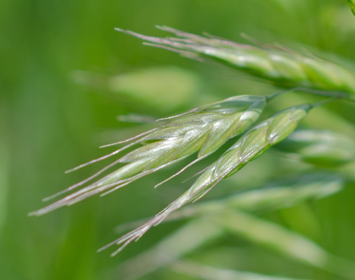 Изображение особи Bromus japonicus.