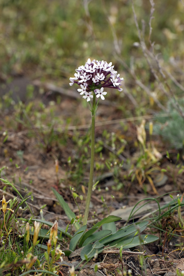 Изображение особи Valeriana chionophila.