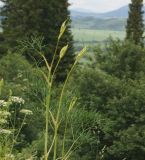 Peucedanum morisonii. Верхушка растения с заложившимися соцветиями. Восточный Казахстан, Глубоковский р-н, окр. с. Тарханка, восточный склон сопки. 16.06.2015.