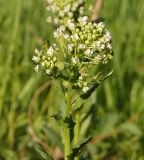 Image of taxon representative. Author is Тамара Риб