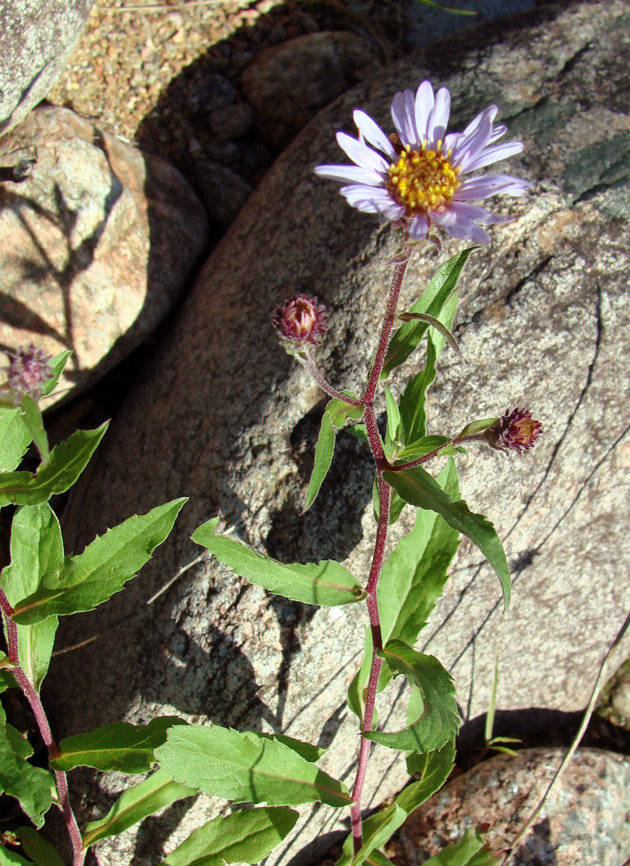 Image of Aster sibiricus specimen.