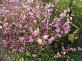 Louiseania triloba