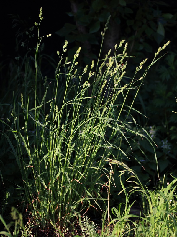 Image of Dactylis glomerata specimen.