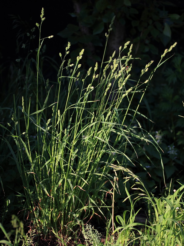 Изображение особи Dactylis glomerata.