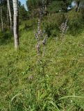 Image of taxon representative. Author is Тамара Риб