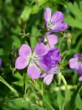 Geranium sylvaticum. Верхушка побега с цветками. Ленинградская обл., Кировский р-н, окр. сад. Восход, зеленая зона между Староладожским и Новоладожским каналами. 31.05.2014.