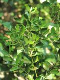 Buxus balearica. Веточка. Южный берег Крыма, пос. Алупка, парк Воронцовского дворца, в культуре. 21 августа 2015 г.