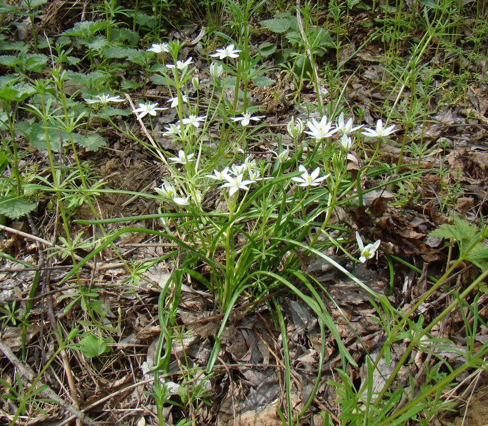 Image of Ornithogalum woronowii specimen.