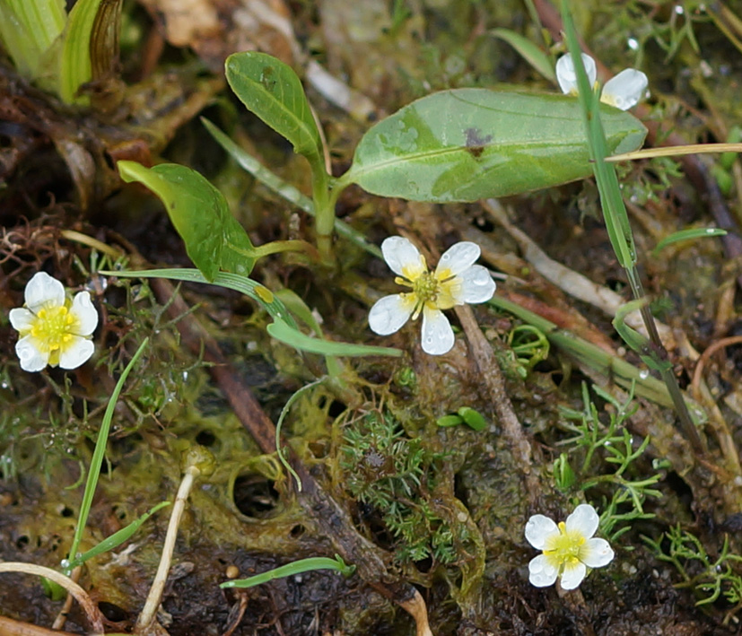 Image of genus Batrachium specimen.
