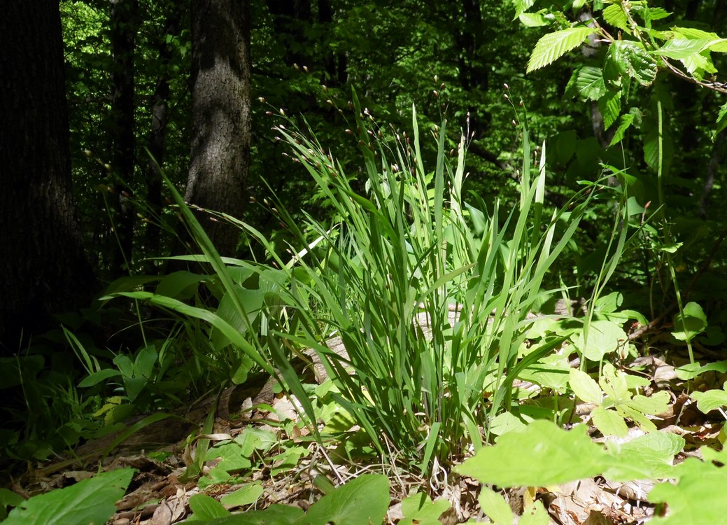 Image of Melica uniflora specimen.