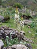 Eremurus lactiflorus. Цветущие растения. Узбекистан, Ташкентская обл., Пскемский хребет, урочище Аксарсай. 20.04.2016.