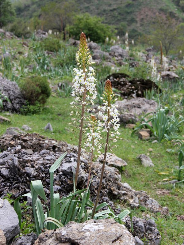 Изображение особи Eremurus lactiflorus.