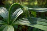 Lilium pilosiusculum. Верхушка молодого растения с бутоном. Свердловская обл., окр. г. Североуральск, травяной сосняк с елью на известняках. 19.06.2008.