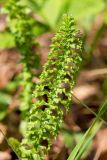 Filipendula vulgaris. Верхушка молодого листа. Татарстан, Нижнекамский р-н, окр. дер. Благодатная, лесостепной участок с чередованием степи и перелесков с преобладанием дуба. Открытый участок. 8 мая 2016 г.