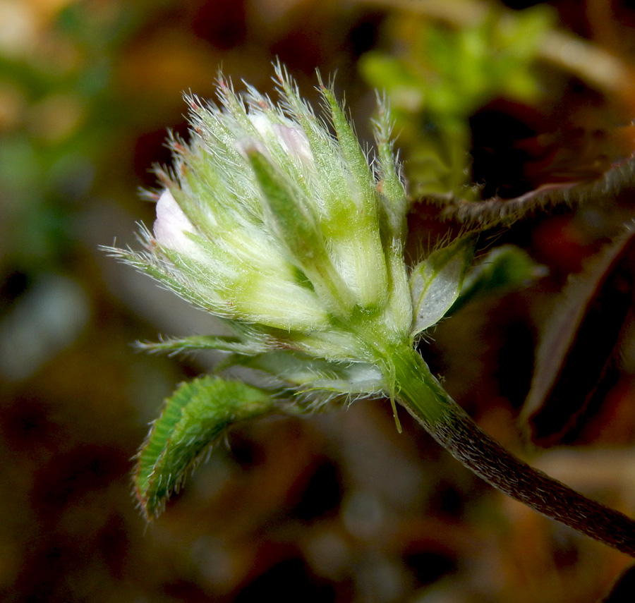 Изображение особи Trifolium scabrum.