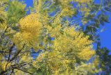 Acacia dealbata. Ветви с соцветиями. Абхазия, г. Сухум, в культуре. 7 марта 2016 г.