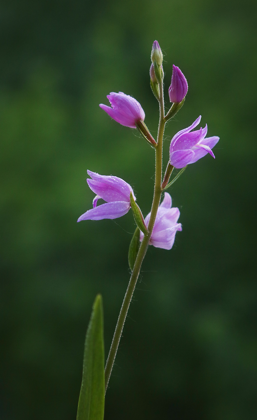 Изображение особи Cephalanthera rubra.