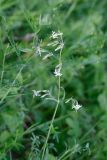 Silene nutans