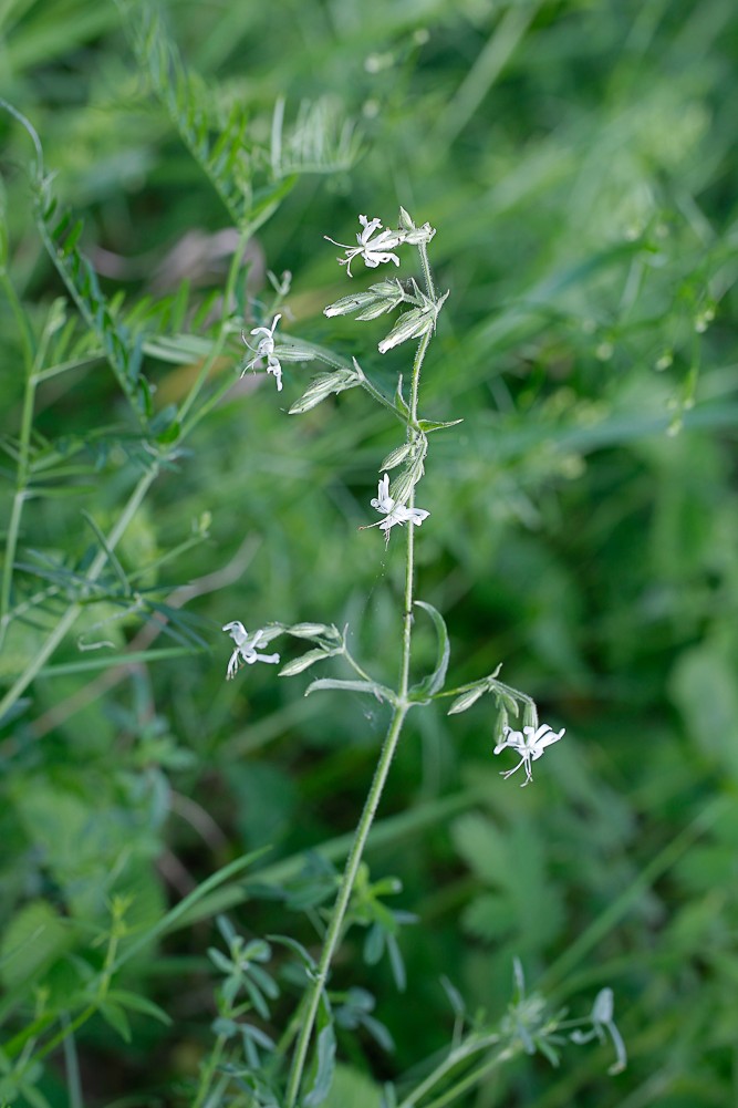 Изображение особи Silene nutans.