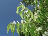 Lonicera maackii. Побеги с соцветиями. Владивосток, Ботанический сад-институт ДВО РАН. 2 июня 2016 г.