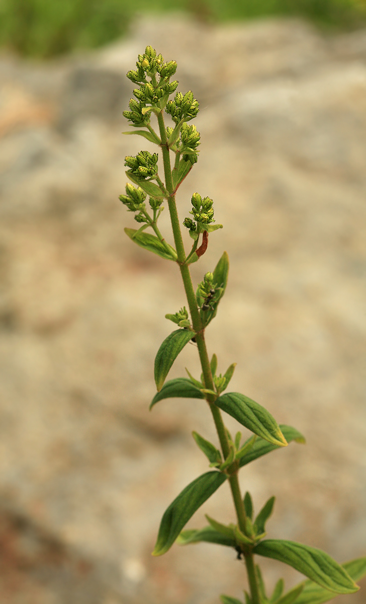 Image of Hypericum hirsutum specimen.