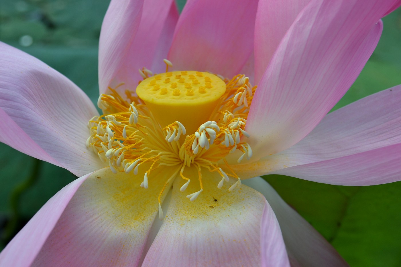 Image of Nelumbo caspica specimen.