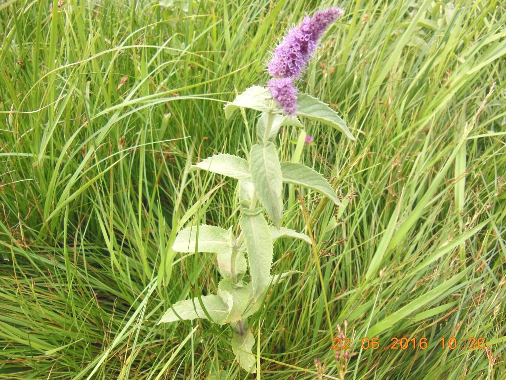 Image of Mentha longifolia specimen.