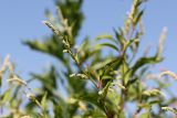 Persicaria lapathifolia. Верхушка цветущего растения. Костромская обл., окр. г. Нерехта, песчаный карьер. 01.07.2016.