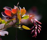 Berberis form atropurpurea