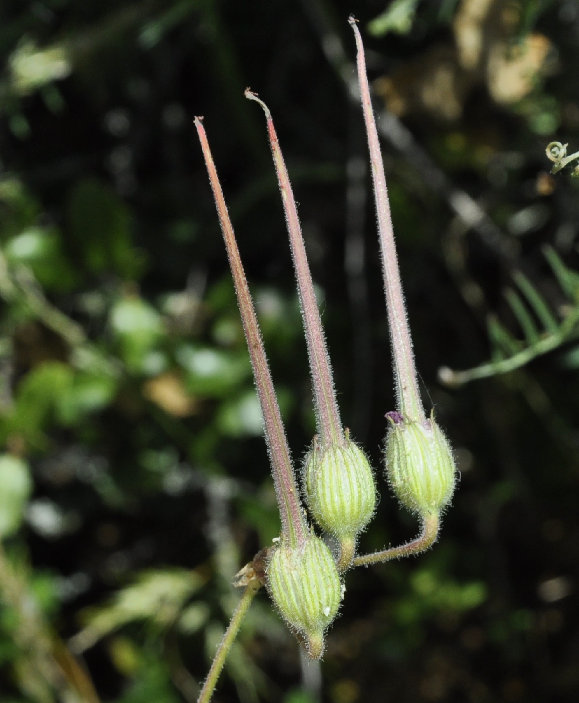 Image of Erodium absinthoides specimen.