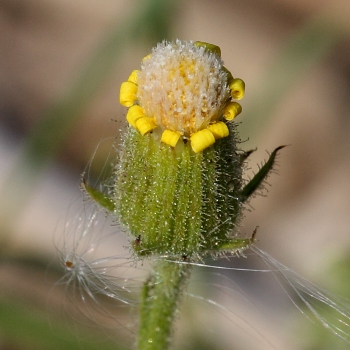 Image of Senecio viscosus specimen.