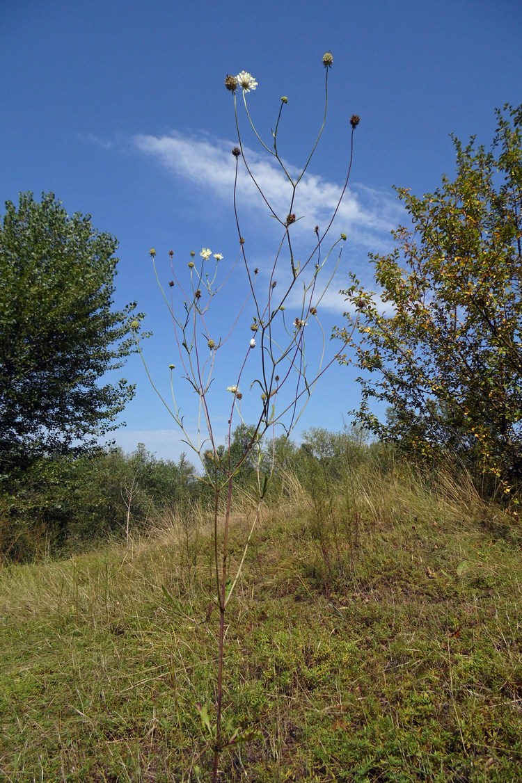Image of Scabiosa ochroleuca specimen.