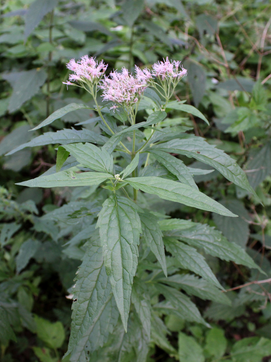 Изображение особи Eupatorium cannabinum.