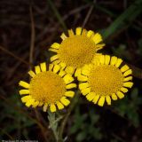 Tanacetum millefolium. Соцветия. Республика Татарстан, Азнакаевский р-н, Бугульминско-Белебеевская возвышенность, заказник \"Чатыр-Тау\". 21.06.2005.