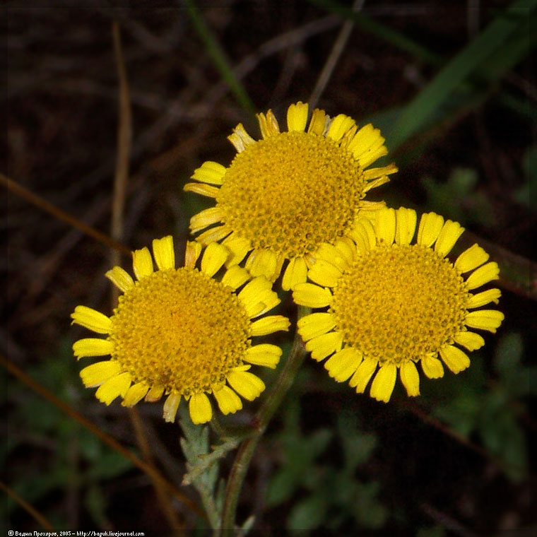 Image of Tanacetum millefolium specimen.