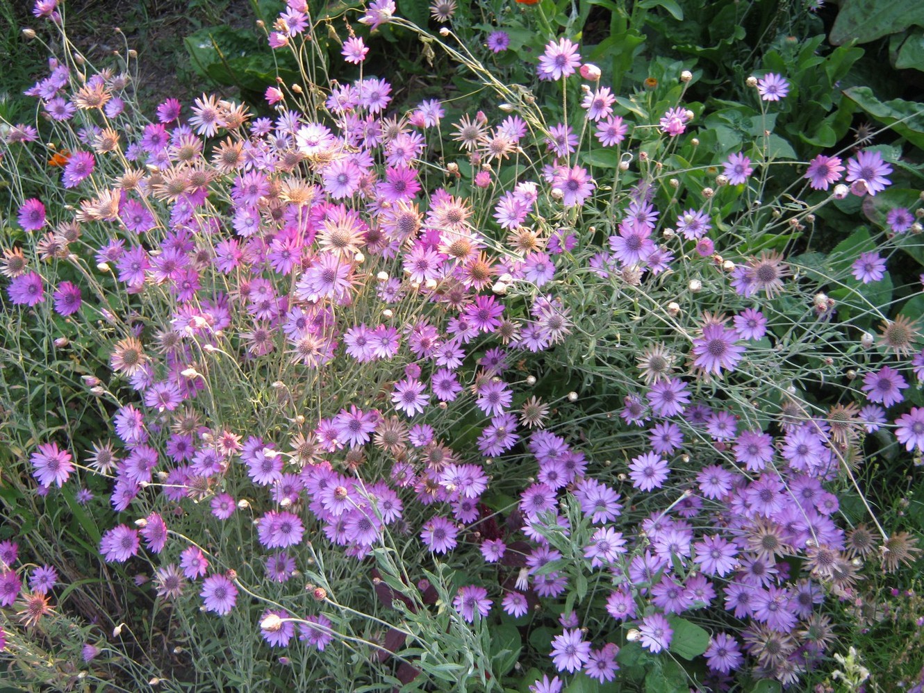 Image of Xeranthemum annuum specimen.