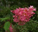 Hydrangea paniculata. Соцветие. Московская обл., Раменский р-н, окр. дер. Хрипань, садовый участок. 31.08.2016.