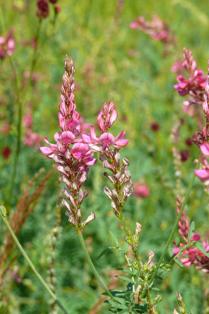 Image of Onobrychis arenaria specimen.