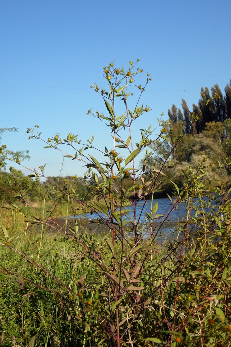 Image of Bidens frondosa specimen.