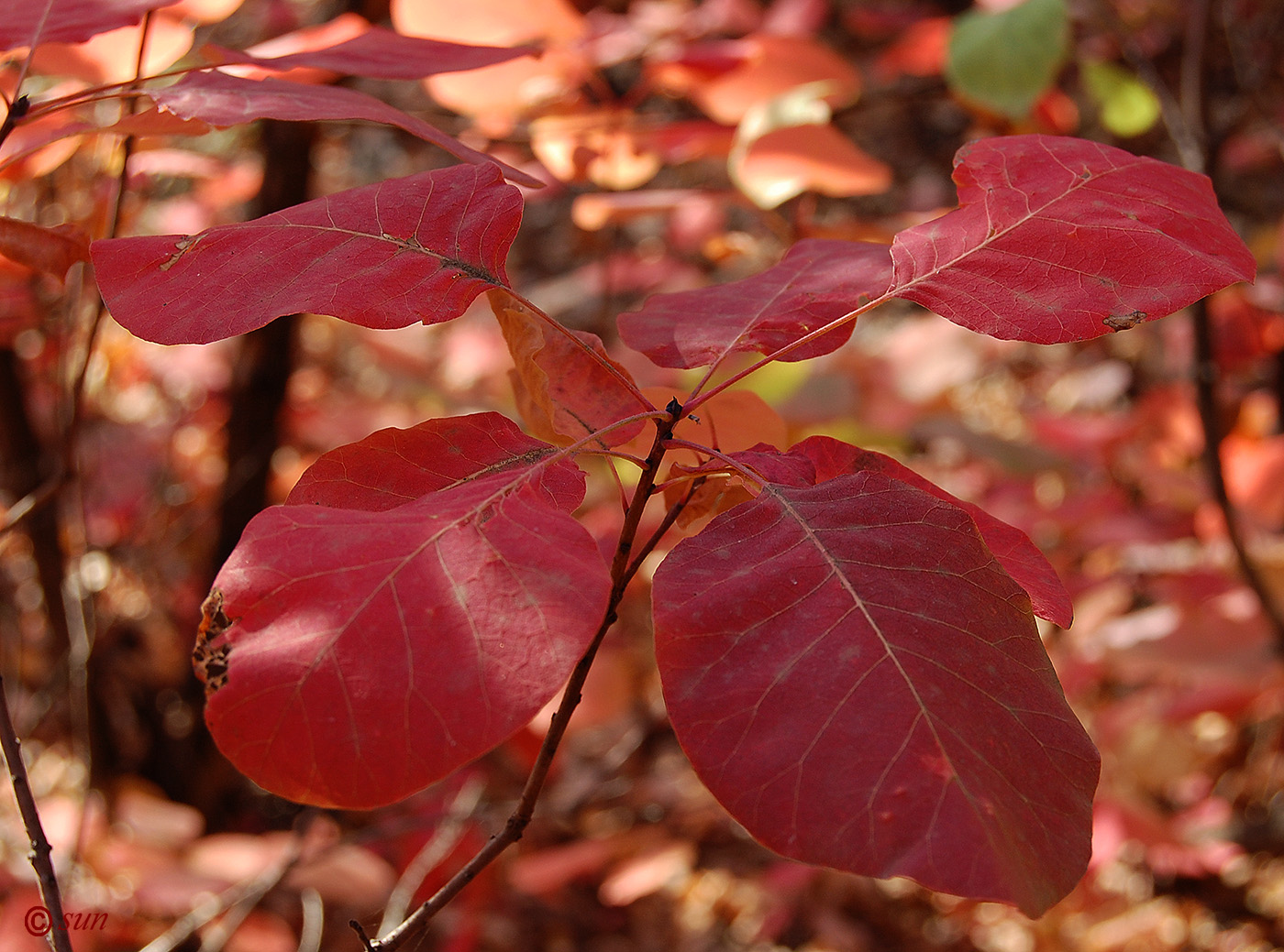 Image of Cotinus coggygria specimen.