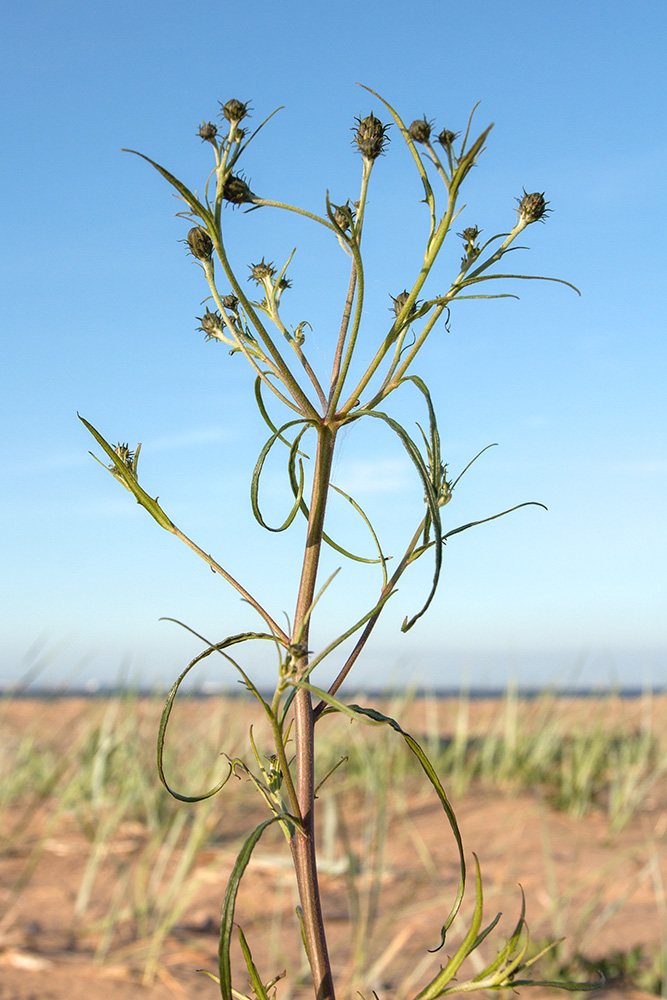 Изображение особи Hieracium umbellatum var. dunale.