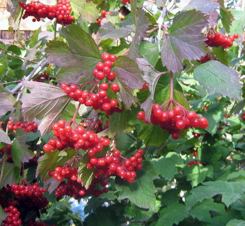 Изображение особи Viburnum opulus.