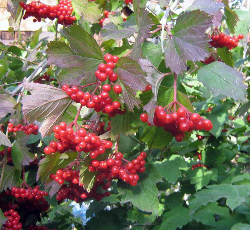 Image of Viburnum opulus specimen.