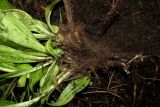 Gentiana macrophylla