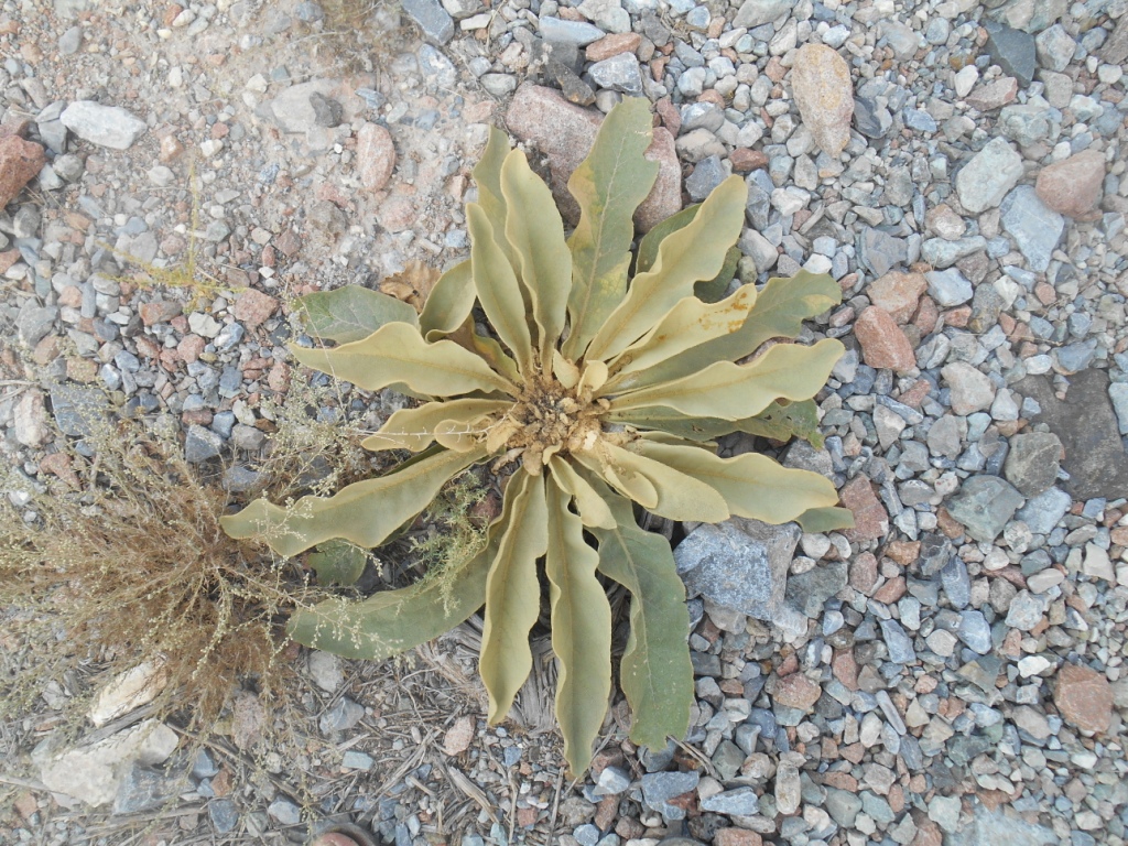 Image of genus Verbascum specimen.