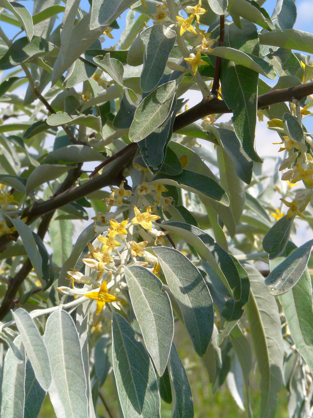 Изображение особи Elaeagnus angustifolia.