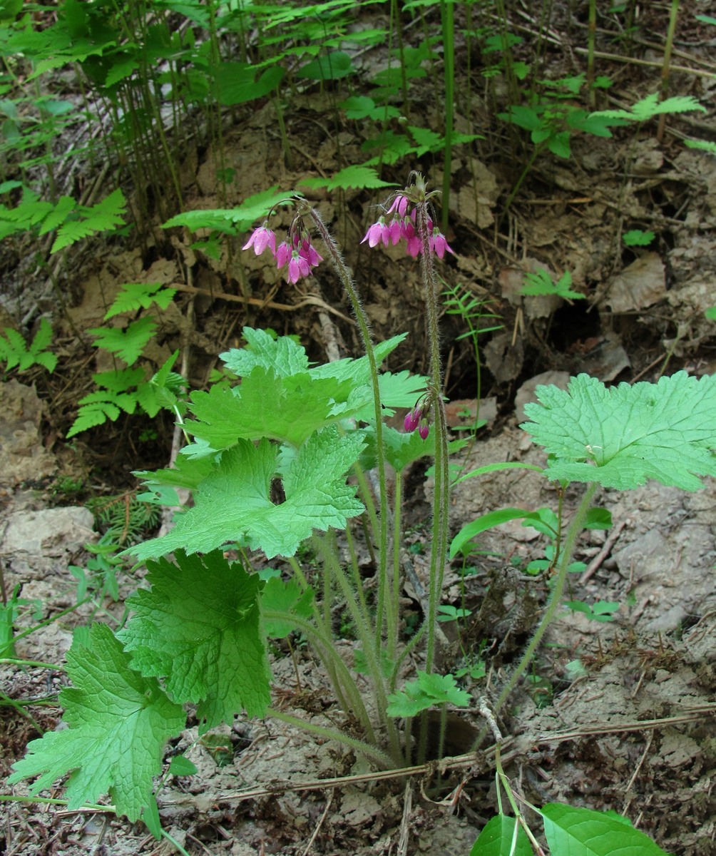 Image of Cortusa matthioli specimen.