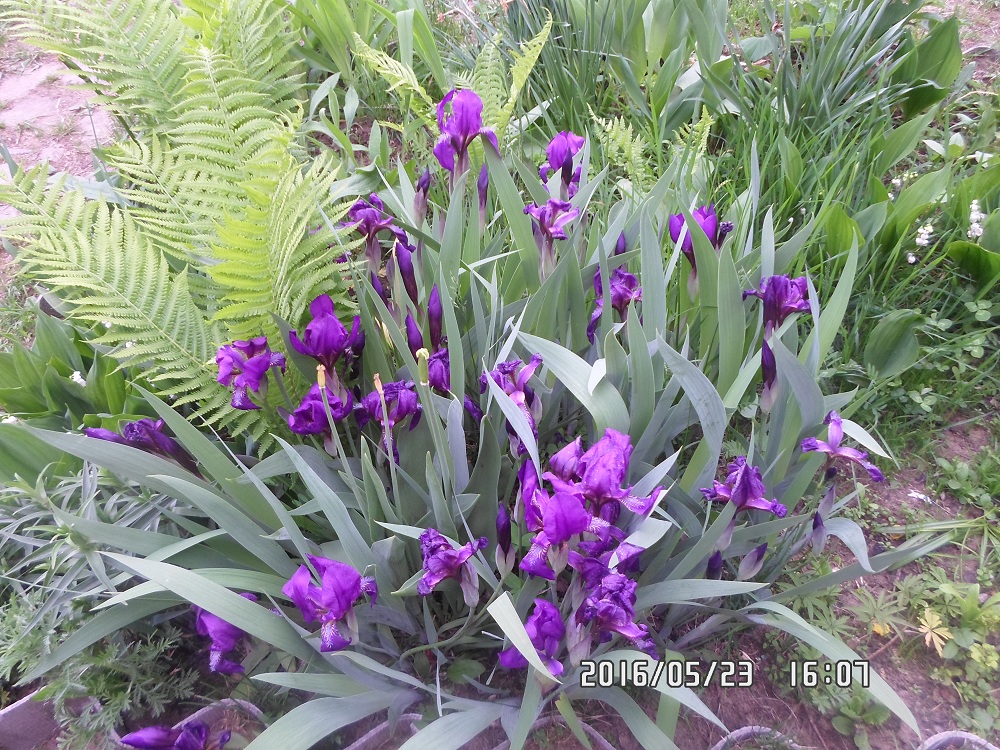 Image of Iris aphylla specimen.