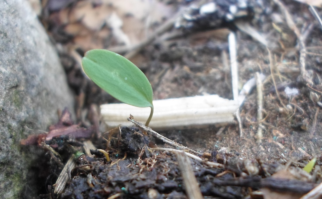 Image of Corydalis solida specimen.